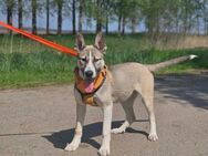 Husky Mischling Nanuk - Velbert