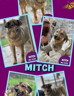 Sanfter Mitch wartet schon zu lange! - Nürnberg