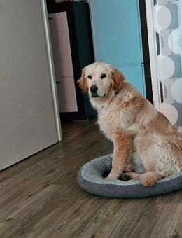 Golden Retriever - Hamburg