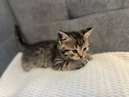 Reinrassige BKH tabby kitten - Harsewinkel (Mähdrescherstadt)