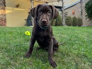 Labrador Hündin 1 Jahr - Johannesberg