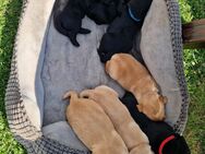 Labrador Welpen reinrassig - Peissen