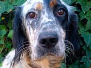 Dandy bildschöner English Setter 8/20 ES - Ruppertsecken