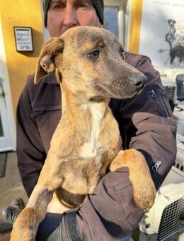 Hope - Junge Hündin sucht dich - Schlitz