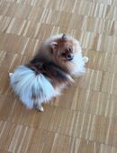 Premium Pomeranian Hündin mit Ahnentafel - 1 Jahr alt in 30175