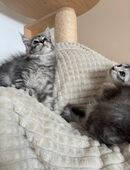 Maine coon kitten in 45899