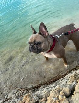 Französische Bulldogge - Döbeln