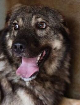 Zauberhafter Zorro- darf er einziehen? ❤ - Hamburg