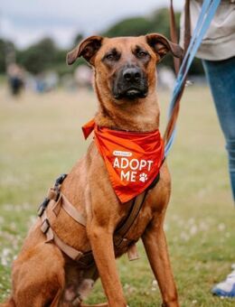 Rüde Moritz sucht aktives Zuhause - Hamburg