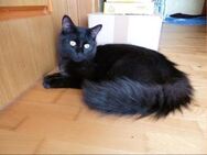 4 Kater ( auch paarweise ) aus dem Krieg - Geisenheim