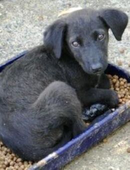 Maliah ist aufgeschlossen + mag Menschen - Karben