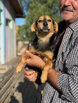 Picolino - Familienhund - Schlitz