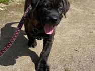 Balu,12 Wochen sucht noch SEIN Zuhause! - Zossen