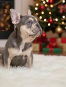 🎄 Einzigartige Blue-Tan Welpin – Dein Weihnachtswunder! 🎄 in 32339