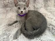Russisch Blau Kitten mit exzellentem Stammbaum - Zell (Harmersbach)
