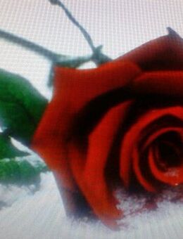 Suche Freundschaft zu einer netten Frau - Radolfzell (Bodensee)