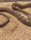 1.0 Kornnatter Ghost Motley-Striped het. Hypo in 72160