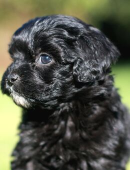 Cavapoo-Welpen Pudel x Cavalier Doodel mit Gesundheitszeugnis (Cockapoo, Cockerpoo, Maltipoo) - Weeze