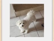 Bichon (Malteser) - Surwold