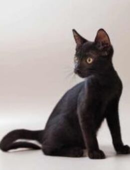 Cara, neugieriges Katzenmädchen, ca. 5 M - Vaterstetten