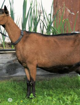 BDE Ziegen, Ziegen in Milch und w Jungtiere aus Herdbuchzucht - Eggenfelden