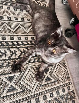 Zwei BKH Kater abzugeben - Bochum