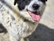 Ruhiger Sam sucht eine liebe Familie 🐶 - Großefehn