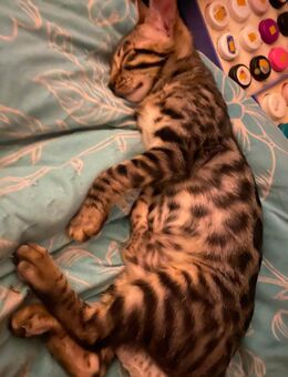 Wilde schmusekitten - Hamburg