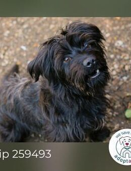 Chip 259493: Hundekind sucht ein Zuhause - Kirchzell