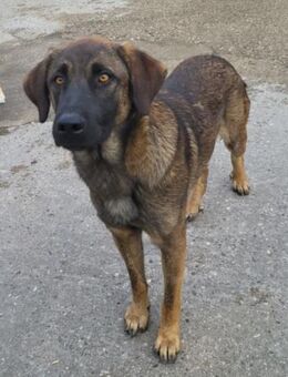 Lieber,feiner Pico 💗 sucht Schutz&Liebe - Hamburg