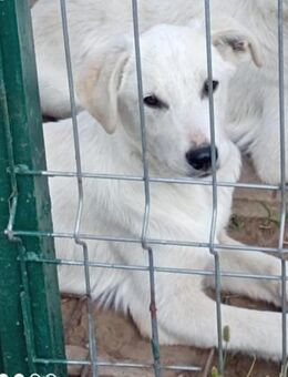 Keanu - hübscher, lieber Bub Tu - Ludwigshafen (Rhein)