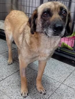 SHANIA - 43 cm, schüchtern, ruhig - Weilheim (Oberbayern)