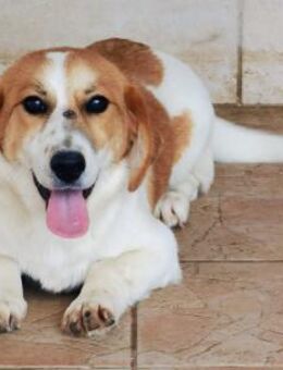Muffin sucht ein Kuschel-Zuhause! - Schwaig (Nürnberg)