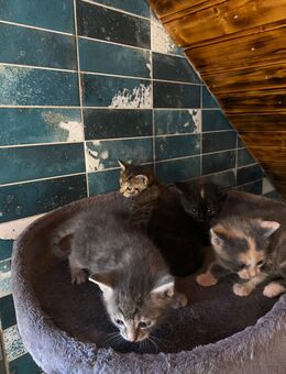 Babykatzen - Ilsede