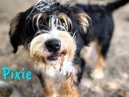 Pixie süßer kleiner Wuschel 05/24 ESP - Ruppertsecken