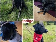 Indigo kroatischer Schäferhund Retriever - Margetshöchheim