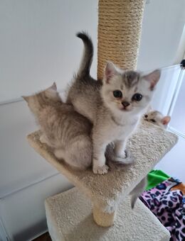 Reinrassige Britisch Kurzhaar Kätzchen - Hamburg