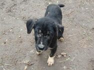 LOKI - fröhlicher Knirps sucht Familie - Aerzen