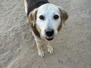 TOBBY IST EIN WAHRER TRAUMHUND! - Mönchengladbach