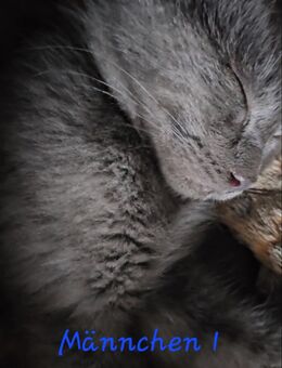 Mainecoon Mix Kitten - Berge (Brandenburg)