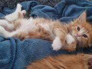 Typvoller Maine Coon Kater - Hamm