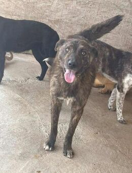 DONALD D: sucht sein Zuhause - Neuberg