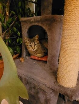 Kater Akari sucht sein Zuhause - Margetshöchheim