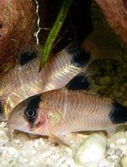 Aquarium Fisch; Panzerwels Panda (corydoras panda) 4,50€ / Stk - Erftstadt