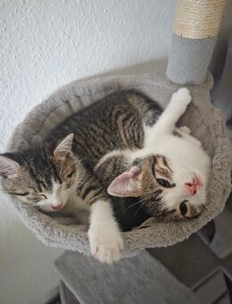 Ekh Kitten - Mosbach Zentrum