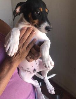 kleiner Welpe💞 Titus sucht zuhause (HO) - Ludwigshafen (Rhein)