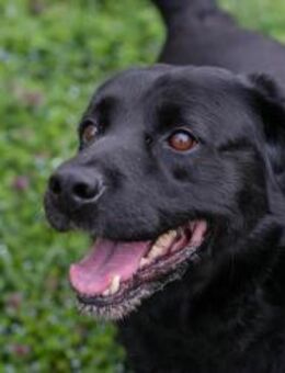 MADDOX - ich werde mir Kekse verdienen - Overath