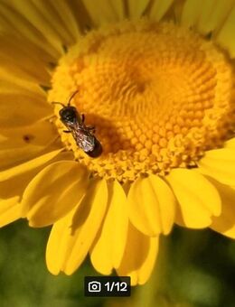 Färberkamille, Hundskamille (Anthemis tinctoria / Cota tinctoria) - Horgenzell