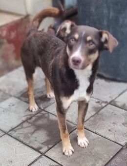 Elmo - junger Bursche sucht Familie! - Schwaig (Nürnberg)