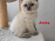 Bkh kitten blue point - Neuss
